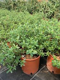 La portulaca, detta anche porcellana comune, è una pianta succulenta,. Pianta Di Portulaca Oleracea Vendita