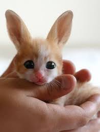 The Fennec Hare Looks Are Deceiving These Have Been Known To Cute People To Death Cute Animals Baby Animals Animals