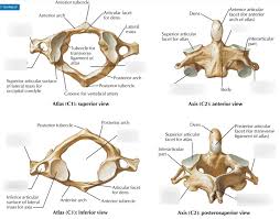The atlas bone is the first of seven cervical vertebrae (vertebra cervicalis i or c1). Cervical Vertebrae Atlas And Axis Diagram Quizlet