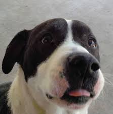 Pin On Adoptable Pets