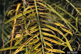 Check spelling or type a new query. Manganese Deficiency On Pygmy Date Palm Phoenix Roebelenii 5475265