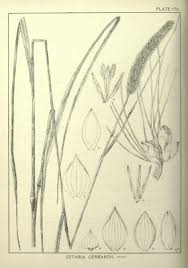 Image result for Setaria incrassata