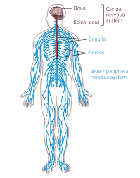 Be sure to visit the guide for more context and information about nervous system diagram brain, or read some of our other health & anatomy posts! Nervous Systems Organismal Biology