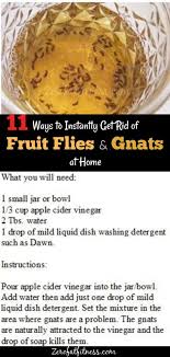 How To Get Rid Of Gnats And Fruit Flies 12 Home Remedies Fruit Flies Herbal Remedies Recipes Remedies