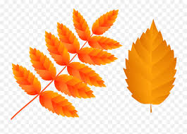 We did not find results for: Orange Fall Leaves Clipart Orange Leaves Png Emoji Autumn Leaves Emoji Free Transparent Emoji Emojipng Com