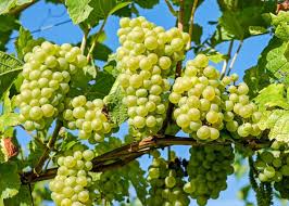 These trees have actually produced fruit here at our orchard. Grapes Planting Growing And Harvesting Grape Vines The Old Farmer S Almanac