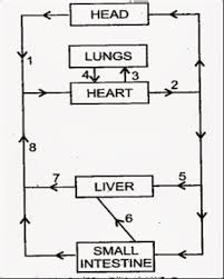 Blood vessels flow blood throughout the body. The Diagram Below Represents The Simplified Pathway Of The Circulation Of Blood Study The Same And Answer The Questions Which Follow I Name The Blood Vessels Labelled 1 And 2 Ii State