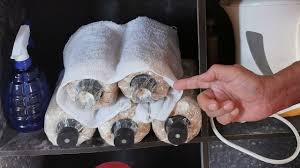 Selepas itu, zack cuba mengusahakan tanaman cendawan tiramnya dan kini mampu menjana pendapatan lebih kurang. Cara Tanam Cendawan Tiram Bongkah Di Rumah How To Grow Your Own Mushroom Youtube