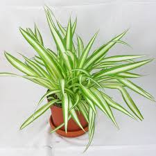 Image result for Chlorophytum silvaticum