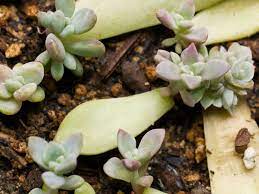Self Propagating Succulents World Of Succulents Propagating Succulents Growing Succulents Succulents