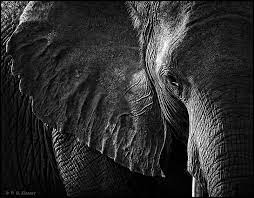 1000 Images About Charcoal Animals On Pinterest Animal Photography Ugl African Wildlife Photography Black And White Animal Photography Wildlife Photography