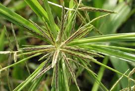 Image result for Cyperus sphacelatus