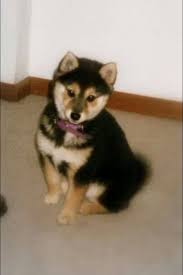 Bernese mountain dog husky mix puppies. Pomsky Cute Animals Cute Puppies Pets
