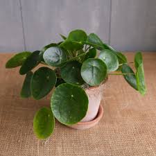 Image result for Pilea