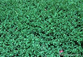 Image result for Indigofera sordida