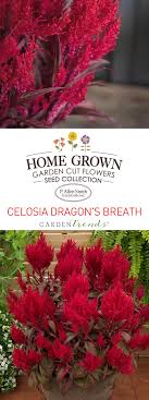 Pin On Flower Gardens