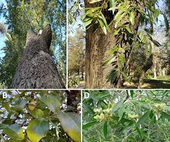 Image result for Quillaja saponaria