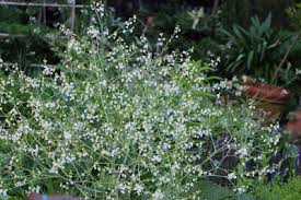 Image result for Crambe