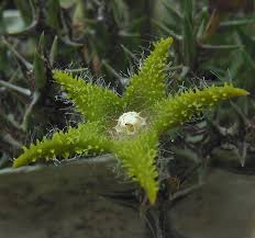 Image result for Orbea dummeri