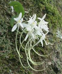 Image result for Mystacidium