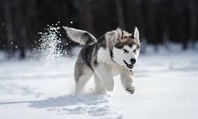 May 14, 2021 · 10 steps to keeping a tidy home for husky owners 1. Husky Breed Characteristics Care Photos Bechewy