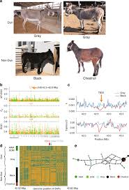 Committees skew towards compromised decisions with a little bit of everybody's different views. Donkey Genomes Provide New Insights Into Domestication And Selection For Coat Color Nature Communications