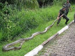 Big Snake Giant Anaconda Rainforest Animals Snake