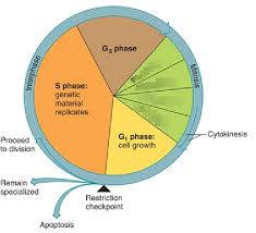Cell Cycle Diagram Quizlet