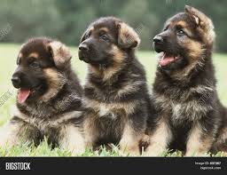 Browse thru thousands of german shepherd dog dogs for adoption in new york, usa area , listed by dog rescue organizations and individuals, to find your match. Three German Shepherd Image Photo Free Trial Bigstock