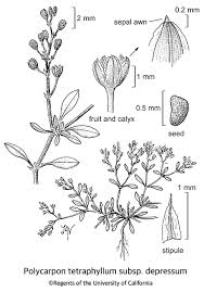 Image result for Polycarpon