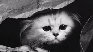 Kedi Depresyonu Hakkinda Bilmeniz Gereken 14 Onemli Sey Listelist Com