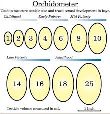 Renal Mass Kidney Cyst Size Chart Bedowntowndaytona Com