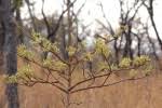 Image result for Vangueriopsis lanciflora