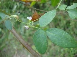 Image result for Teramnus labialis