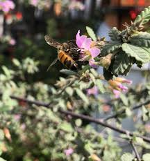 Image result for Glyphaea tomentosa