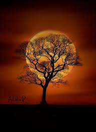 Simply browse an extensive selection of the best. 160 Best Solitary Trees Ideas In 2021 Tree Beautiful Tree Nature