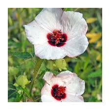 Image result for Pavonia