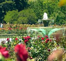San Jose Rose Garden Neighborhood In 2020 Rose Garden Landscape Flower Garden Pictures Garden Park