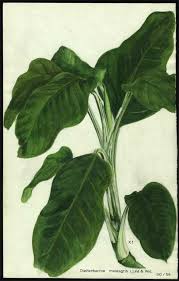Dieffenbachia Meleagris Gordon Gee Nz Illustration Gees Botanical Gardens