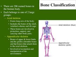 What roles do the digestive, reproductive, and other systems play? Skeletal System Composed Of The Body S Bones And Associated Ligaments Tendons And Cartilages Functions Support The Bones Of The Legs Pelvic Girdle Ppt Download