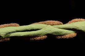 Image result for Loxogramme abyssinica