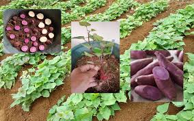Ubi keledek atau nama saintifiknya ipomoea batatas tergolong dalam famili convolvulacaeae. Cara Pembenihan Keledek Melalui Ketulan Ubinya My Info Berita