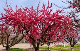Maybe you would like to learn more about one of these? Red Flowering Weeping Peach Prunus Persica