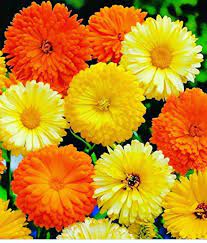 Pin On Gardeningtips