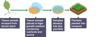 Maybe you would like to learn more about one of these? Learn About And Revise Mitosis And Cell Specialisation With Bbc Bitesize For Gc In 2020 Science Revision Middle School Science Experiments Interactive Science Notebook