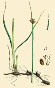 Image result for Schoenoplectus sp.no.1