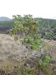 Image result for Dissotis melleri