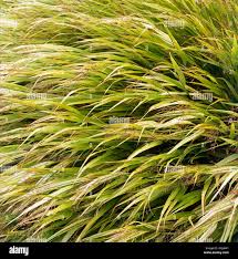 Image result for Bulbostylis macra