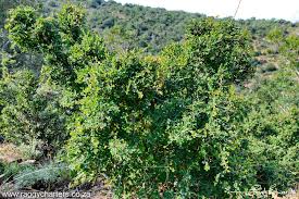 Image result for Pleurostylia capensis