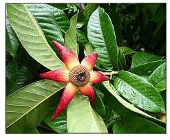 Image result for Uvaria